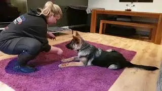 5 month old German Shepherd, Rex! | London Dog Trainers