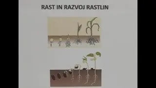 RAST IN RAZVOJ RASTLIN
