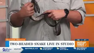 Two-headed twin black rat snake live in studio