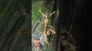 Moss mimicking insects. The more ya know! #amazing #crazy #crazystory #themoreyouknow