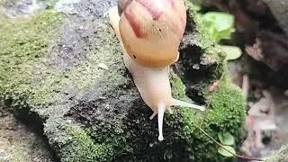 Garden Jewels: Discovering the Beauty of Snails in Your Backyard