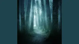 Lost in the Enchanted Woods