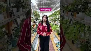 Best Plants for Gifting Purpose