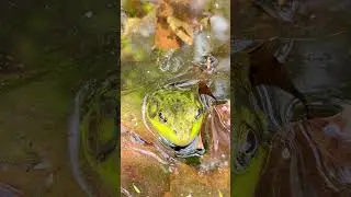 NORTHERN GREEN FROG PEEKING OUT #SHORTS
