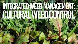Integrated Weed Management - Cultural Weed Control