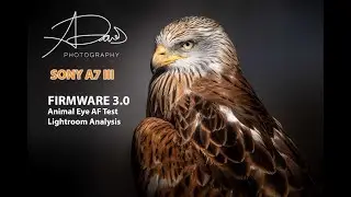Sony A7 III: Birds of Prey 3.0 Firmware Animal Eye AF Test