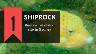 SCUBA ADDICT | Shiprock - Best Sydney scuba diving site,Underwater video HD Olympus TG5