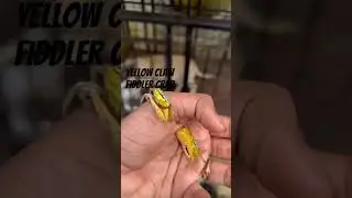 yellow claw fiddler crabs( banana carbs) 🐾||&bull;FLIFF AND FINS&bull;||🐾 #crab #fiddlercrab #yellow #trending