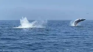 Whale Watching Tour - Cape Cod, 2023