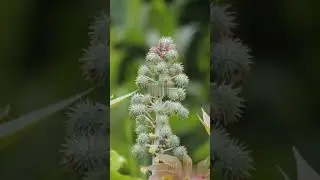 Racemose vs Cymose: The floral morphology Explained