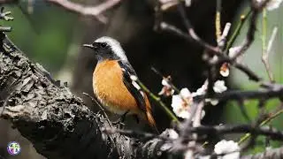 野鳥動画　いつもの公園で梅ジョウビタキ