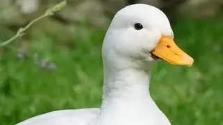 Making a little doodle Duck