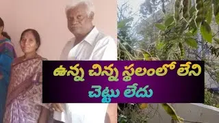 ఈ వయసులో కూడ కూరగాయలు, పళ్ళు పండించుకుంటున్న వీరిని మనం ఆదర్శంగా తీసుకుందామా...