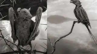 Lake That Turns Animals Into Stone? NOPE!