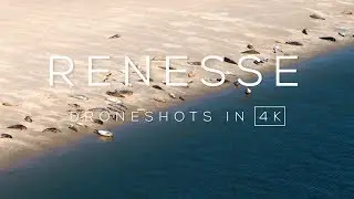 Zeehonden op zandbank voor de kust van Renesse | Drone video