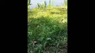 rhytmic dragonfly mating dance