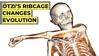 Study on &Ouml;tzi the Iceman's Ribcage Just Changed Human Evolution Forever