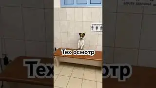 Технический осмотр Честера #собака #джекрасселтерьер #dog #jackrussellterrier #dogs #pets