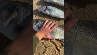 Surfcasting no Alentejo 🎣 Alcofada de Robalos ✅ #shimano #daiwa #surfcasting #portugal