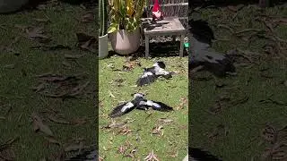 Magpies Lie Flat on the Ground For Sunbath