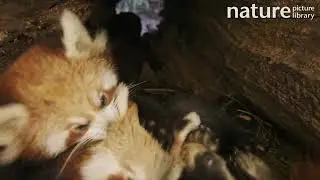 Red panda (Ailurus fulgens) cubs playing in den, Naturschutz-Tierpark Gorlitz, Germany.