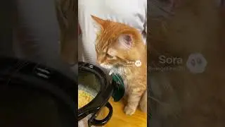 Давайте приготовим макароны с сыром.