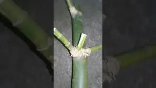 review bambu buntet (tumpang sari) by gus pring