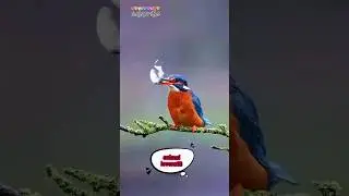 kingfisher attack viral #kingfisher #fish #fishing #animals #shortsfeed #shorts #tiktok #video #fyp