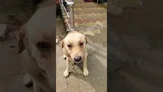 Tappi don #shorts #doglover #dogshorts #dogfunnyvideos @punji_the_labrador #funny #comedy #zoo