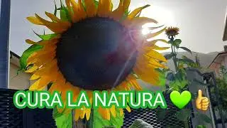Girasole Gigante dal Seme al Fiore -  Video COMPLETO DA NON PERDERE