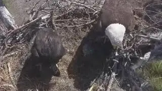 Lunch feeding to cute eaglet | SWFL Eagles | Feb 2, 2026