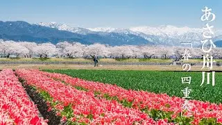 【写真旅】富山県の桜名所 あさひ舟川「春の四重奏」!　残雪の北アルプスと桜の絶景が圧倒的でした～