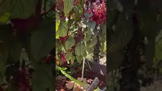 My Giant Amaranth Vegetable
