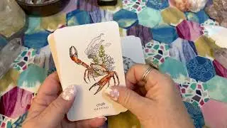 Deck Walk through of the Winterseer Animal Oracle Cards by Siolo Thompson