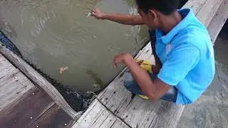 Krabi, Thailand - Ko Klang Fishing Village (Fish Feeding Time)