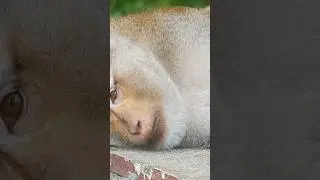 FL Studio Tip: Instantly Spot Clipping 🐵🔴