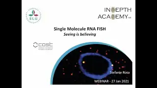 INDEPTH Academy Technical Webinar: Stefanie Rosa introduces smFISH with extended Q+A.