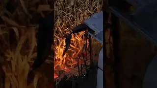 Nighttime corn harvest | CLAAS Trion 660TT #claas #harvest #agriculture