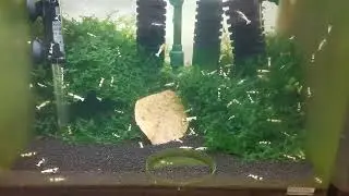 Pure Black Line Caridina Shrimp and Subwassertang.