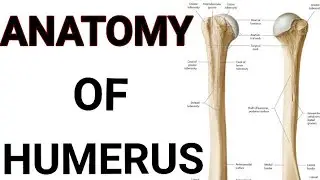 Humerus Bone anatomy | By Medical Doctor in Hindi and Urdu