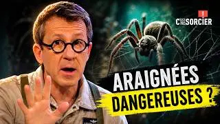 Are spiders dangerous? - It's not rocket science