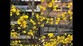 #treelove #flora #flowers #yellow