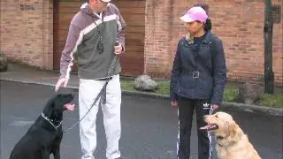 Misunderstandings About Dominance In Dogs - A 5 Minute Audio Lecture with Adam G. Katz