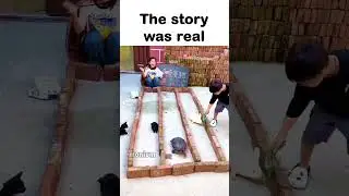 The Rabbit and The Turtle