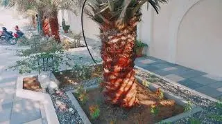 HOW TO COLOR PALM BEAUTIFUL DESIGNS  AT HOME