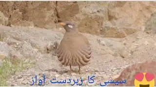 download see see Bird sound for hunting #seeseebirdspakistan