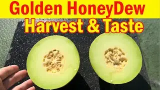 Harvesting Golden Honeydew Melon