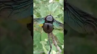 🐝 Xylocopa latipes (the broad-handed carpenter bee) #nature #bee #insects