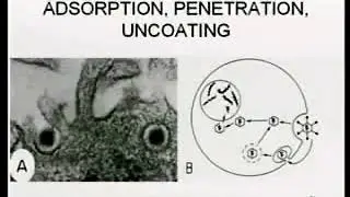 3.5. DNA Virus Replication Strategies-II - Medical Microbiology