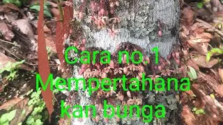 Cara Agar Bunga Cacao tidak rontok.